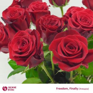 Купить красные розы Пермь с доставкой